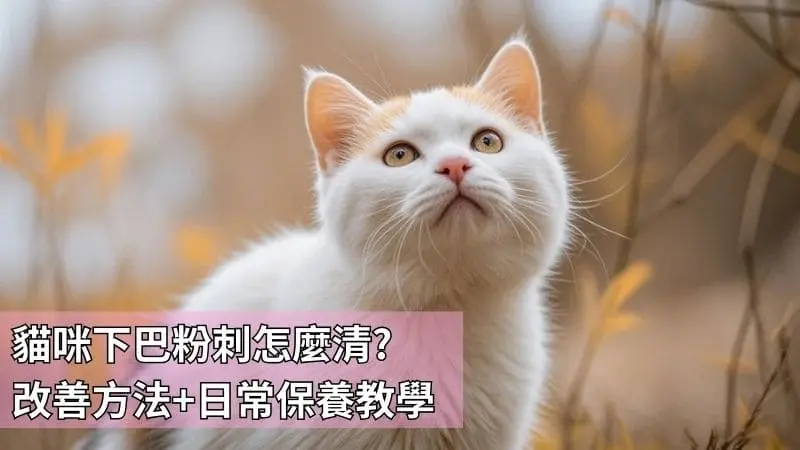貓咪下巴粉刺怎麼清?4個方法有效改善+日常保養方式教學
