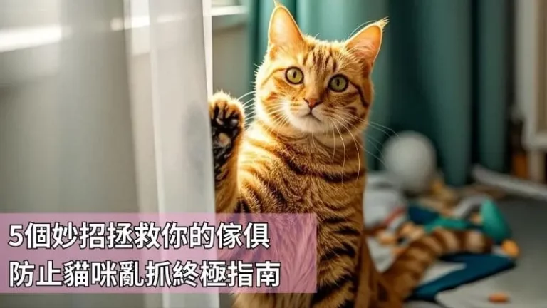 5個妙招拯救你的傢俱！防止貓咪亂抓終極指南，讓家裡不再滿目瘡痍